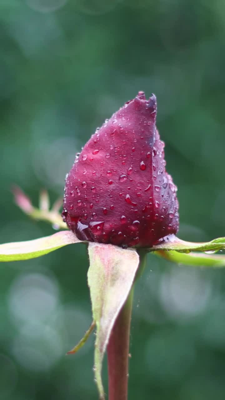 雨滴落在树枝上。秋天的花和雨滴。有选择性的重点。社交媒体的垂直视频。视频素材