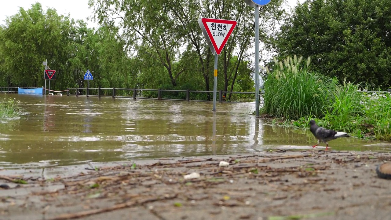 由于沿河的自行车道被淹没，水面上只能看到道路标志。就在你面前，有一只鸽子在四处游荡，寻找食物。视频素材