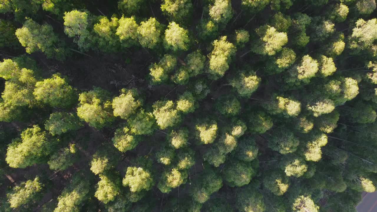 雄蜂桉林视频素材