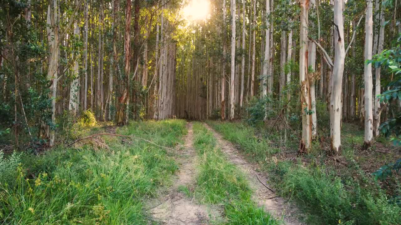 雄蜂桉林视频素材