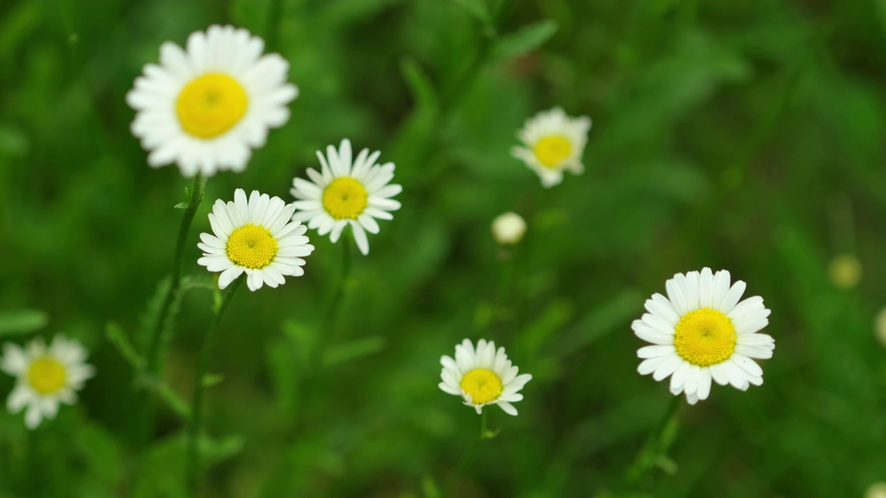 白色的洋甘菊花。甘菊花生长在绿色的田野上视频素材