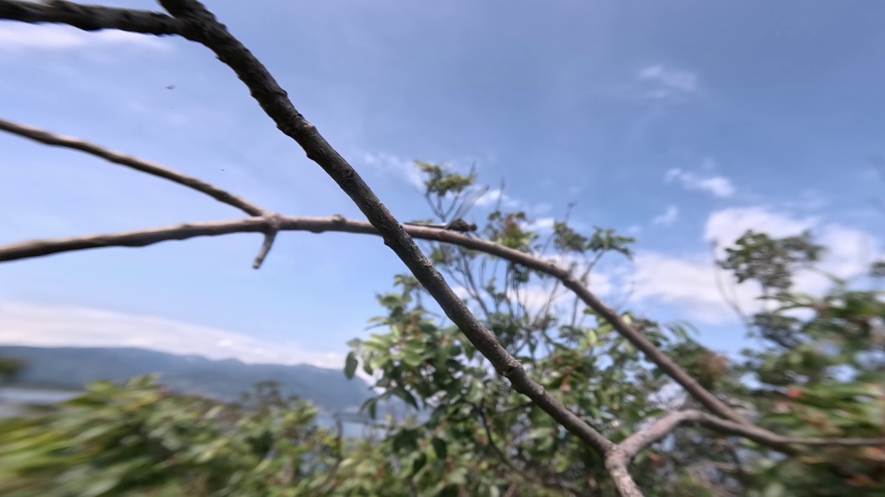 坐在树枝上的异翅目昆虫视频素材