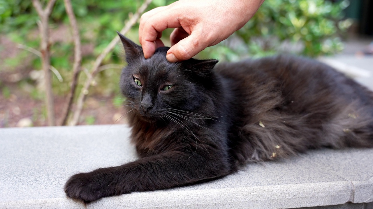 爱猫的男人，特写镜头视频素材