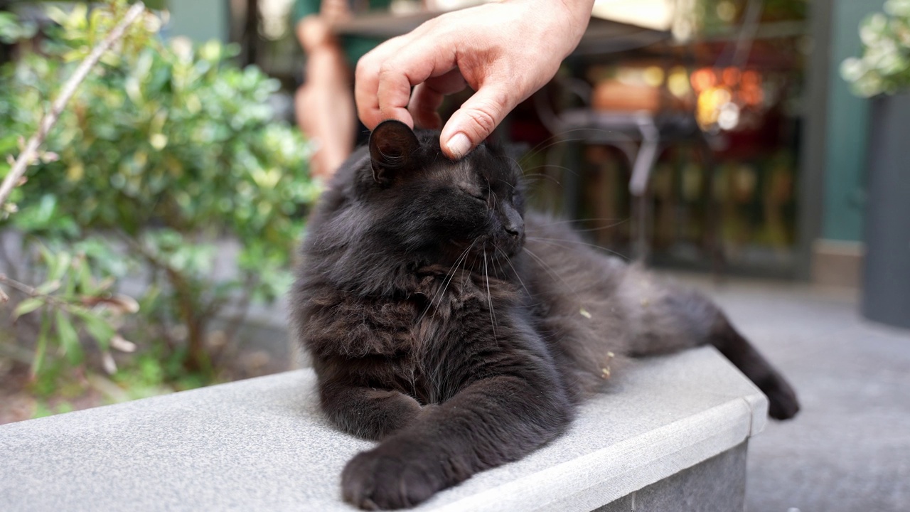 爱猫的男人，特写镜头视频素材