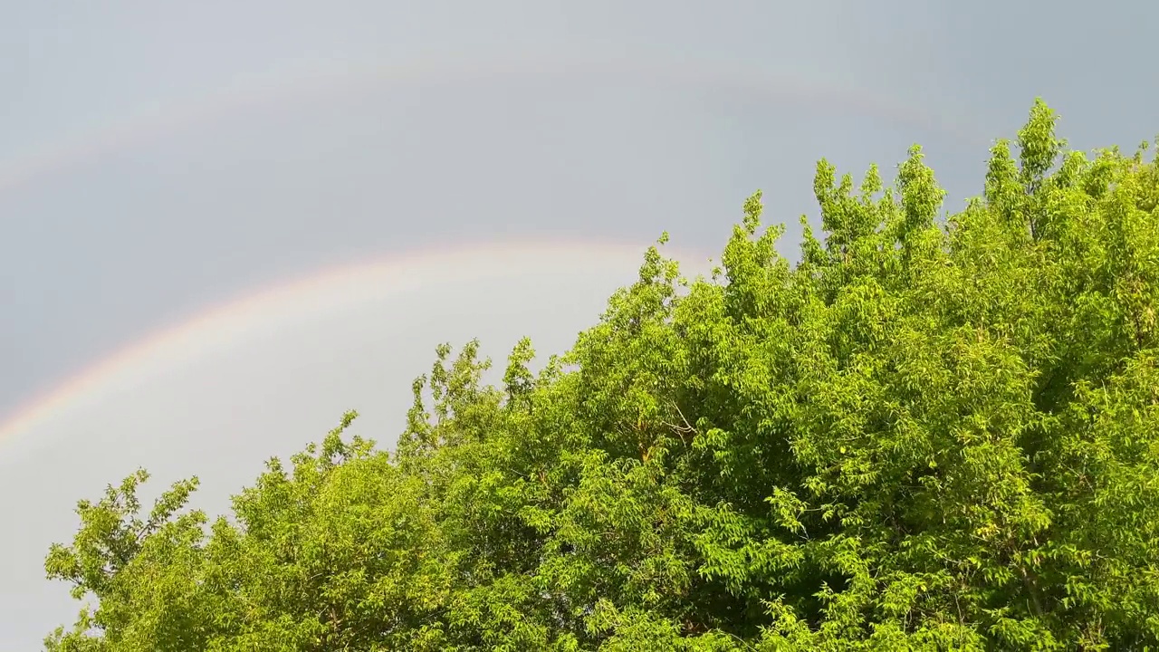 雨后灰色天空的背景下，森林上的彩虹视频素材