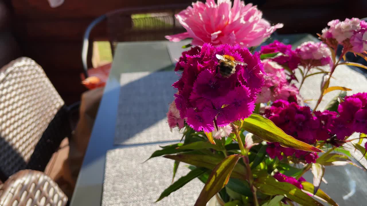 在一家户外咖啡馆的桌子上，一只蜜蜂正在收集花束上的花粉视频素材