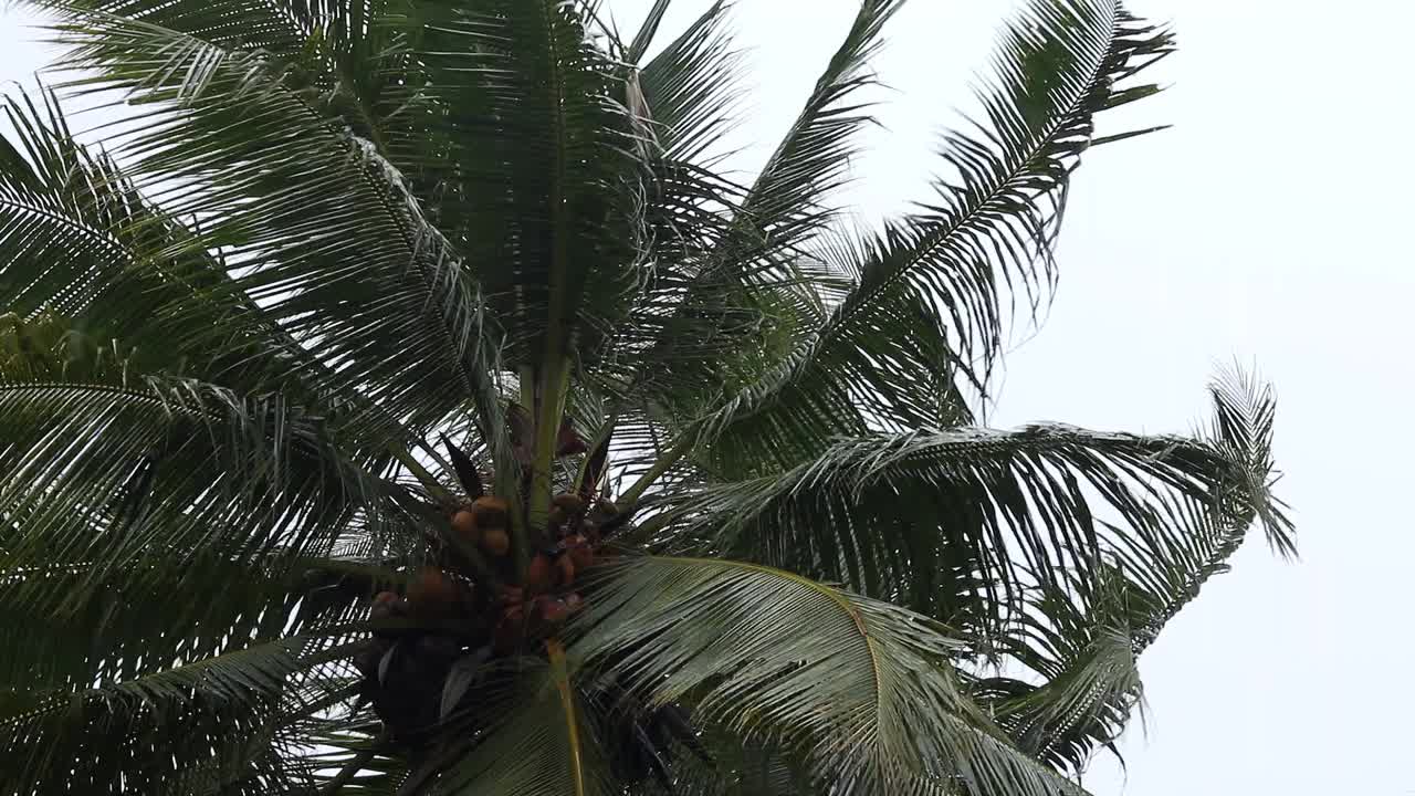 热带季节下雨时，椰树的叶子在风中摇摆视频素材