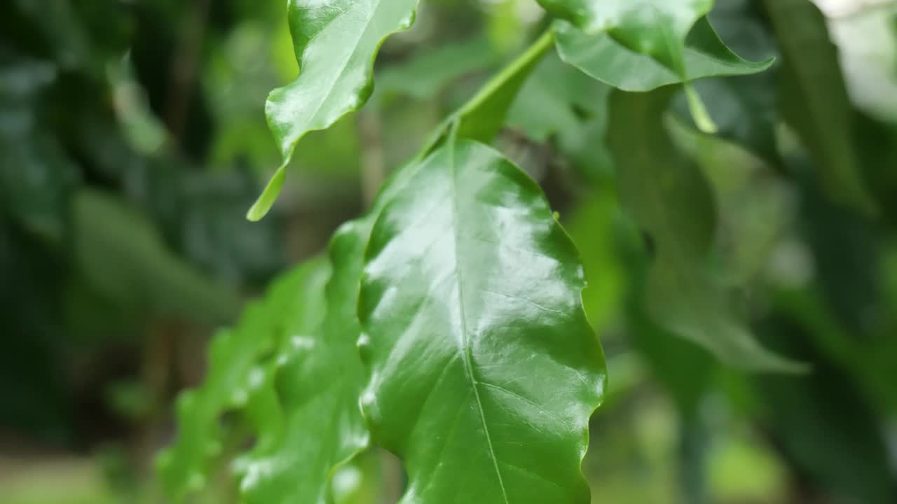 种植咖啡树，生咖啡在种植园上，生咖啡在树枝上。视频素材