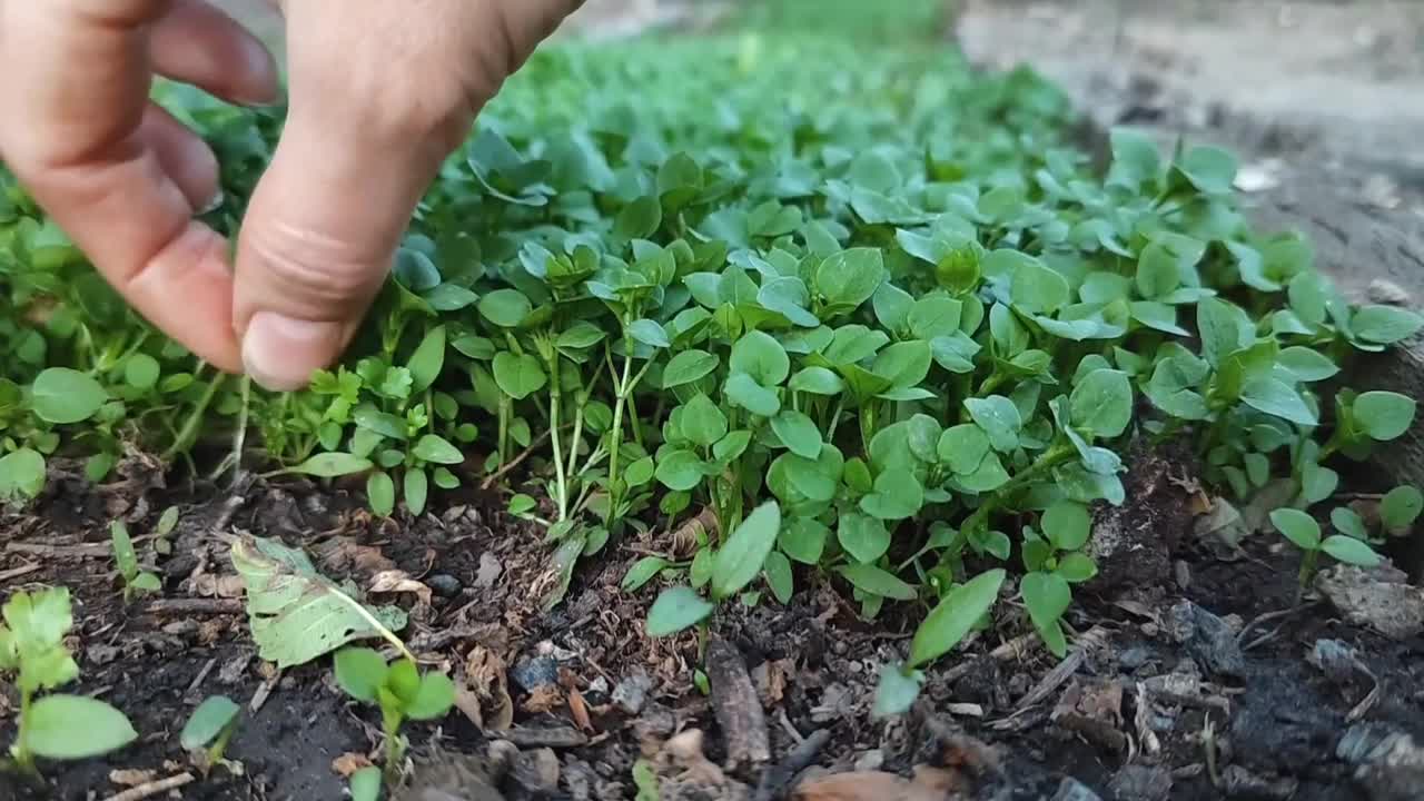 除草，拔草。花园护理。特写视频。视频素材