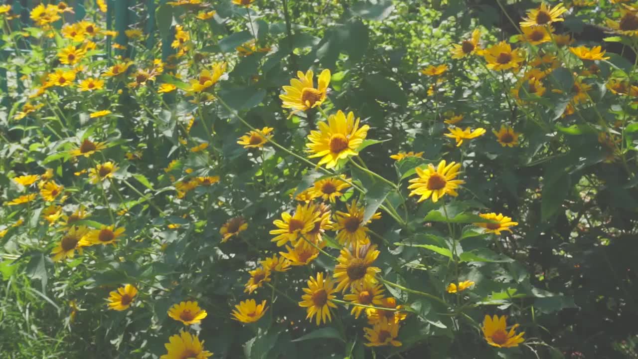 花视频素材