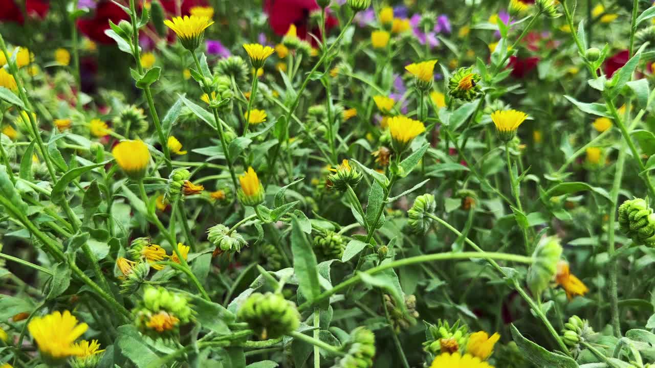 植物和花朵在大自然中随风起舞视频素材