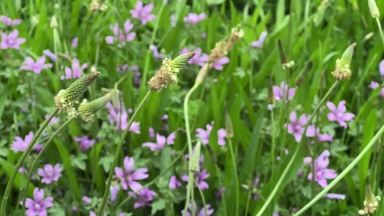 植物和花朵在大自然中随风起舞视频素材