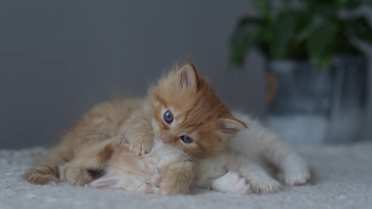 可爱的姜黄色小猫。宠物爱好者概念视频素材