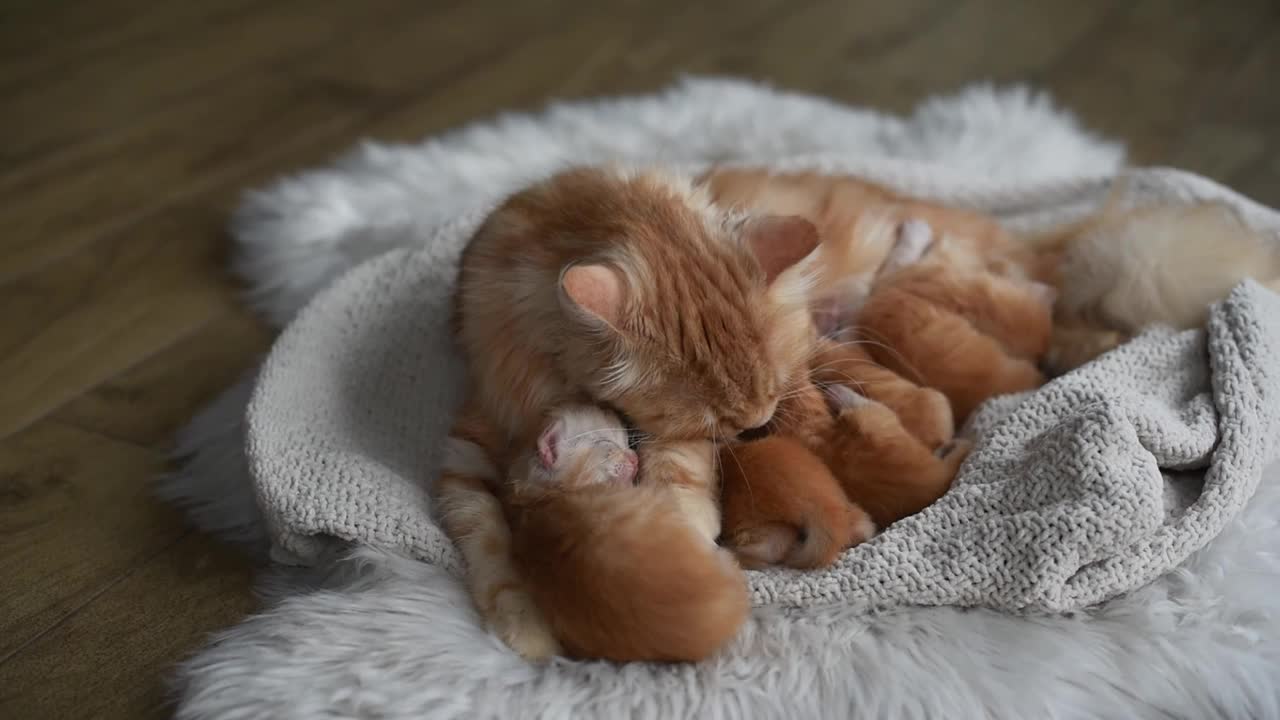 可爱的新生小猫。宠物爱好者概念视频下载