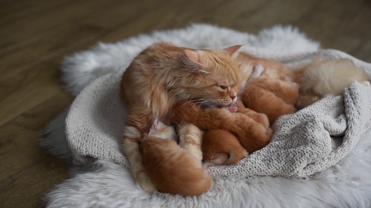 可爱的新生小猫。宠物爱好者概念视频下载