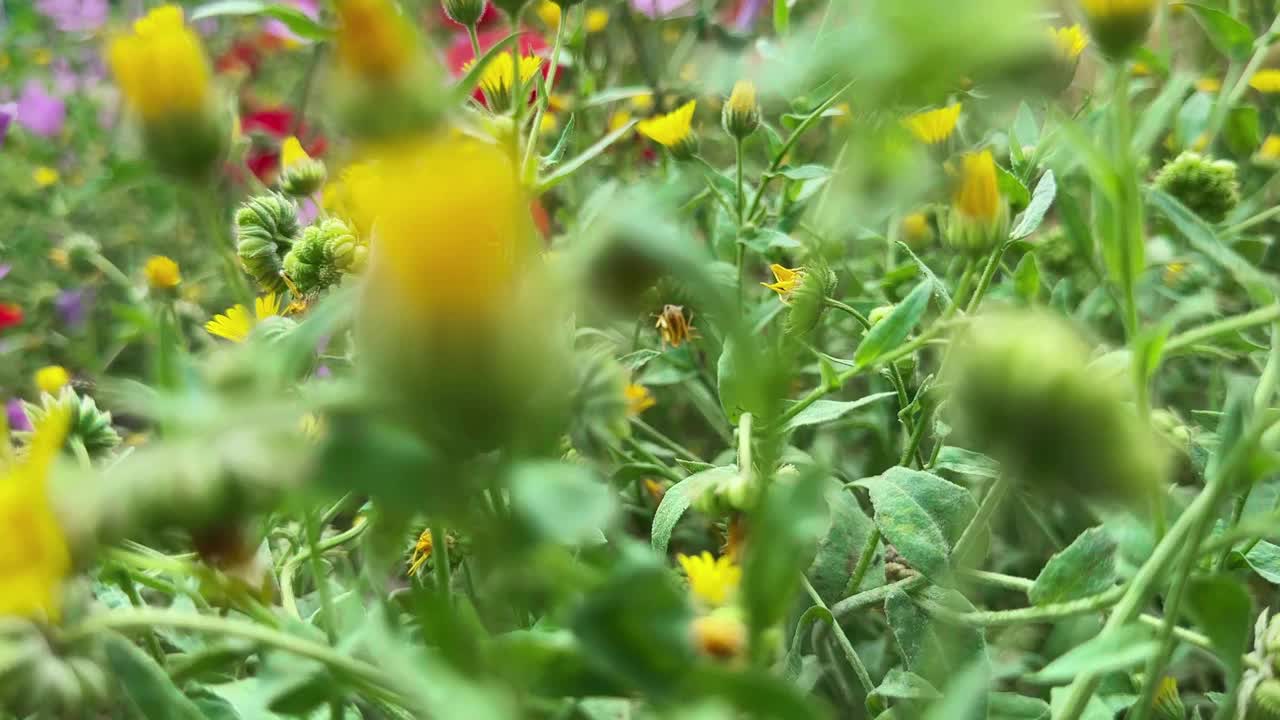 植物和花朵在大自然中随风起舞视频素材