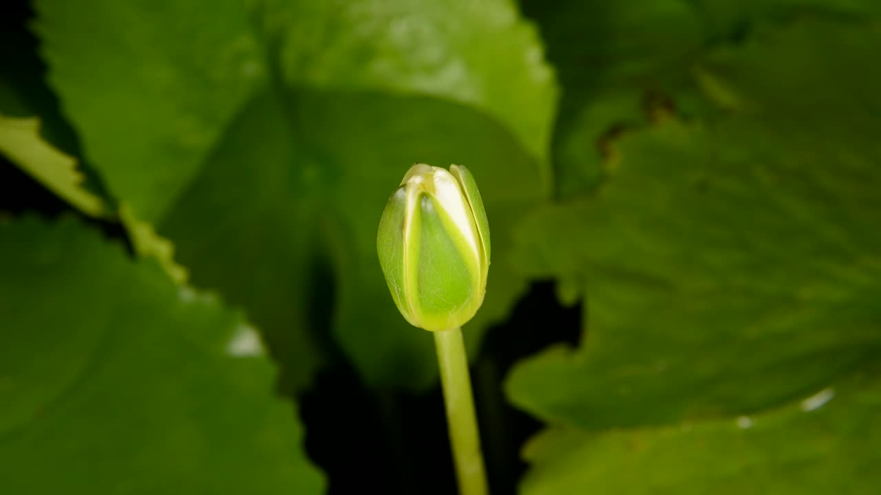 延时拍摄的美丽的黄色睡莲在池塘里盛开在绿叶的背景。视频素材