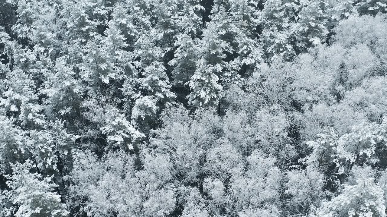 4K美丽的白雪皑皑的森林在冬天霜冻的日子。惊人的松树林上空鸟瞰飞行。景观。公园森林的风景。冬季霜冻森林的自然高架景观。雪针叶林视频素材