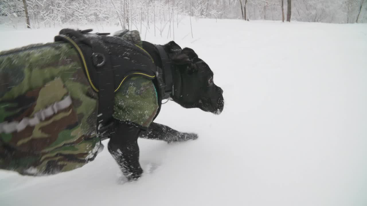 黑藤狗穿着特殊的衣服在雪林中奔跑。狗跑着看相机。半年一次的甘蔗科索幼犬在雪地上奔跑。冬天的季节。训练狗只视频素材