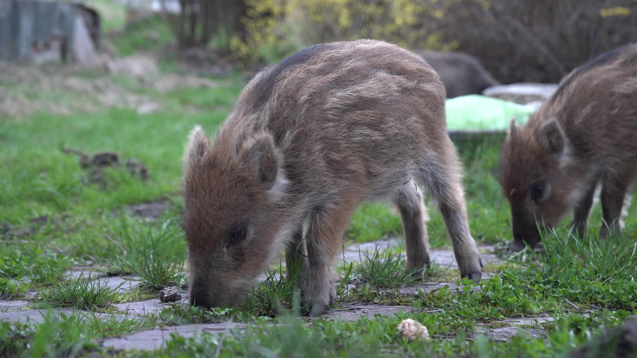 小猪或小猪仔。年轻的野猪宝宝。例如scrofa，野猪或猪。视频下载