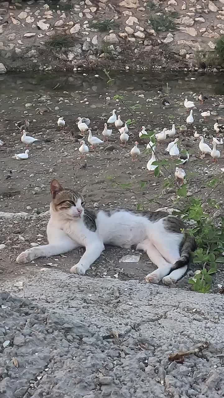 毛茸茸的街猫躺在大热天的石头上，选择性地集中注意力。视频素材