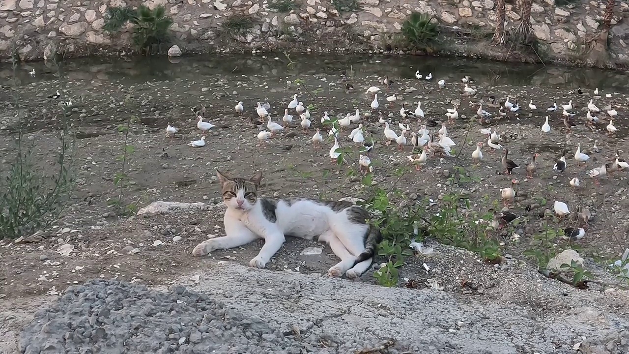 毛茸茸的街猫躺在大热天的石头上，选择性地集中注意力。视频素材