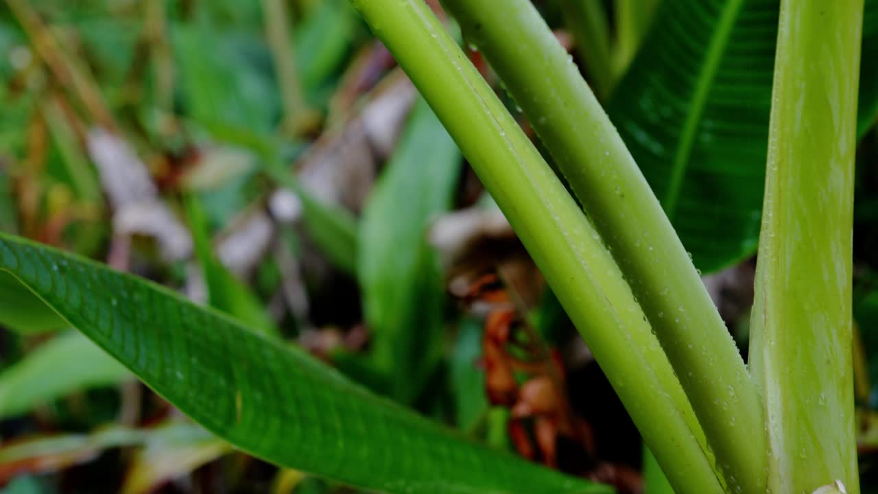 雨季生长在森林里的植物上的露珠特写视频素材