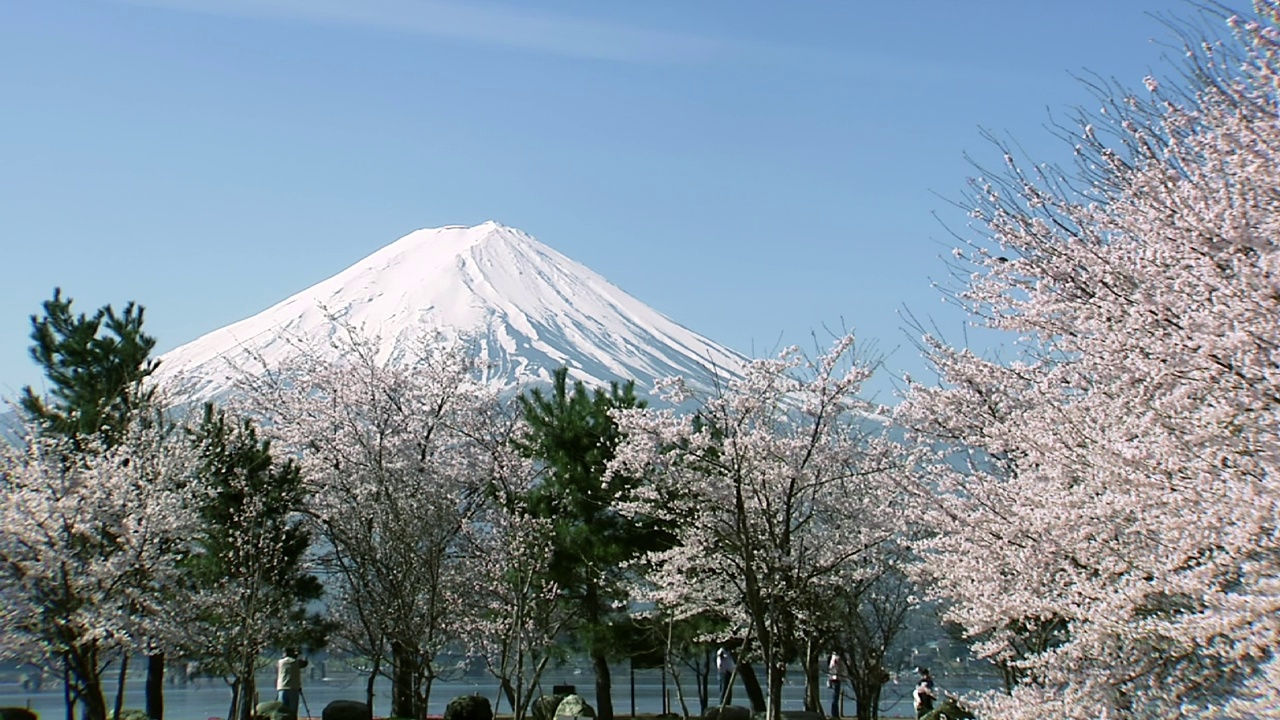 富士山和樱花视频素材