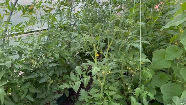 温室里挂在茎上的西红柿正在成熟视频素材