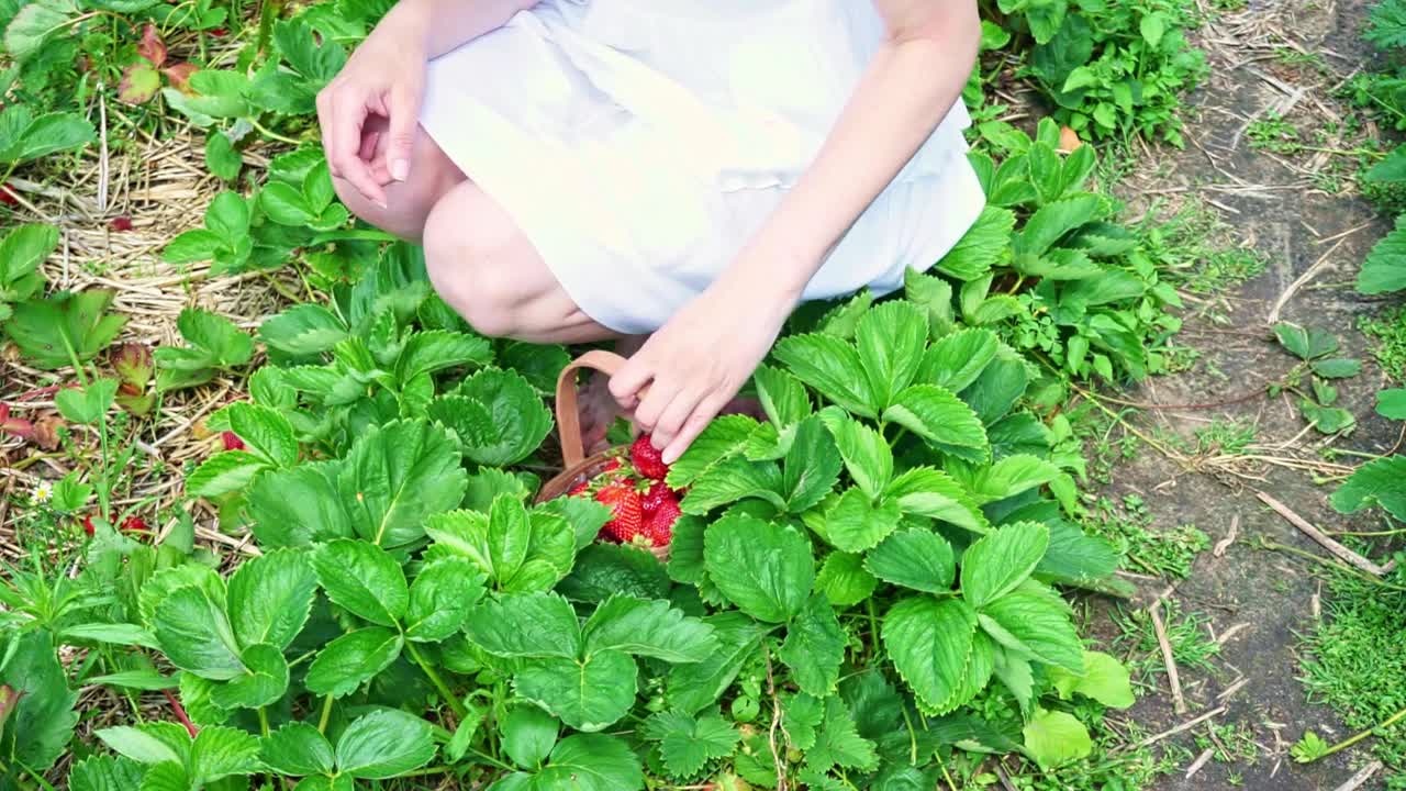 一个女人从花园里摘草莓放进柳条篮子里视频素材