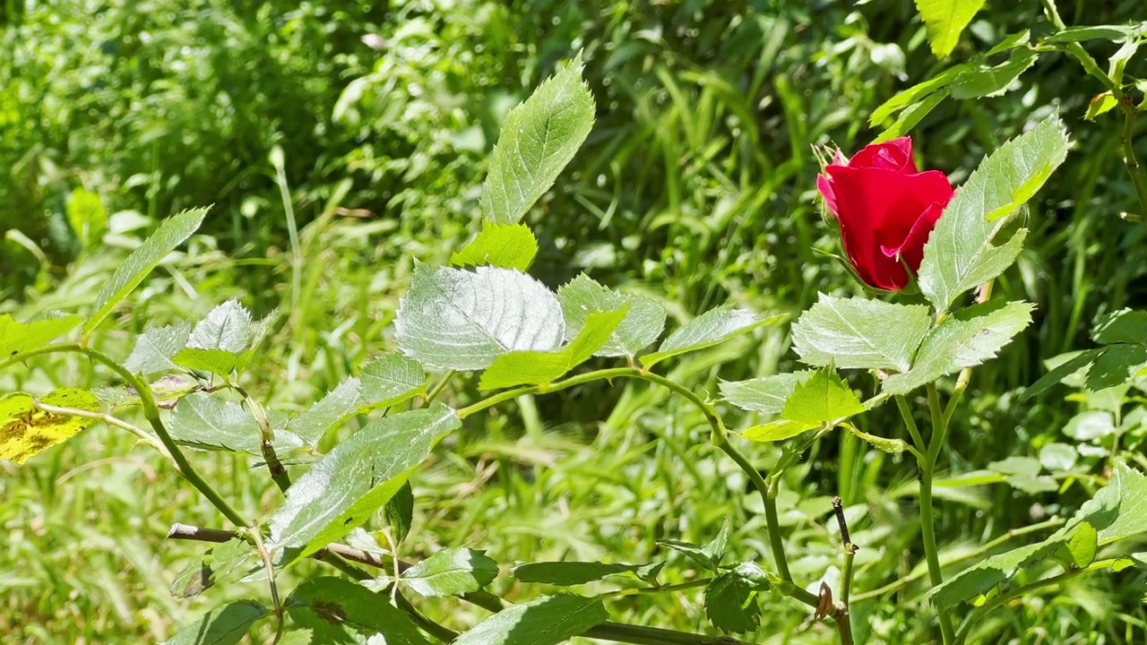 花园里有朵美丽的红玫瑰视频素材