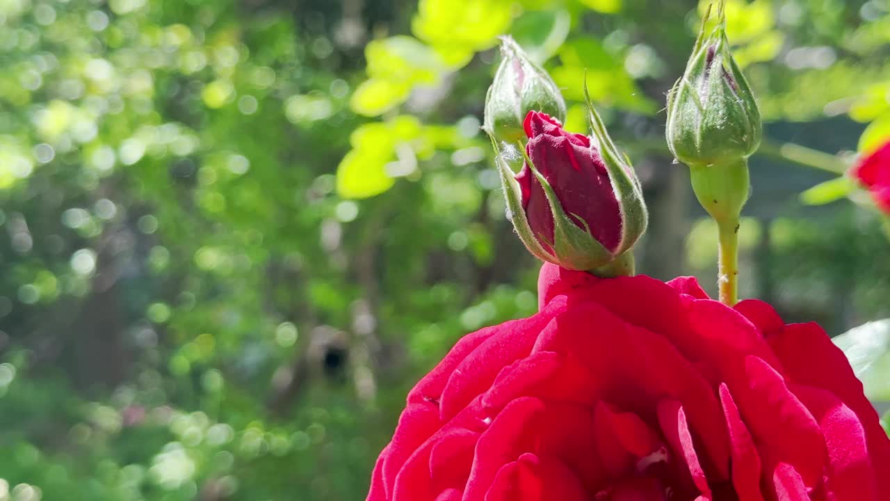 花园里有朵美丽的红玫瑰视频素材