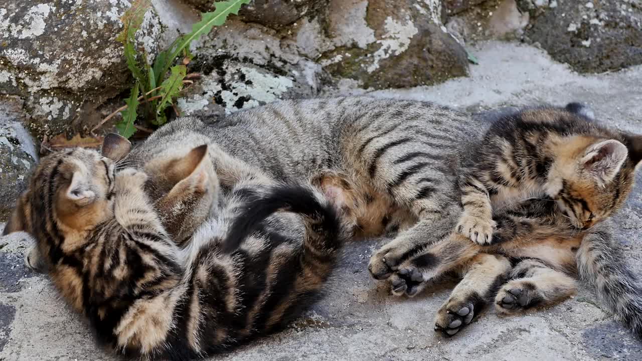 一只成年孟加拉猫妈妈和两只孟加拉虎斑猫幼崽在石头乡村上嬉戏。这只猫又舔又咬，很爱地和它的孩子玩耍。最喜欢的纯种宠物视频素材