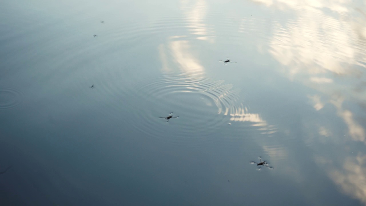 水黾漂浮在水面上。昆虫像滑冰者一样浮在水面上。奇妙的自然世界。视频素材