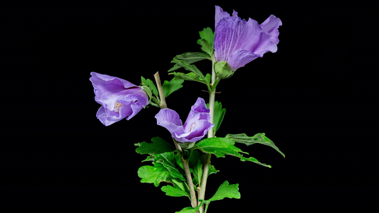 树芙蓉花盛开。花蕾开成紫色的大花。一株盛开的紫罗兰木槿的时间流逝。详细的宏观时间间隔开花粉红色的花。木槿特写视频素材