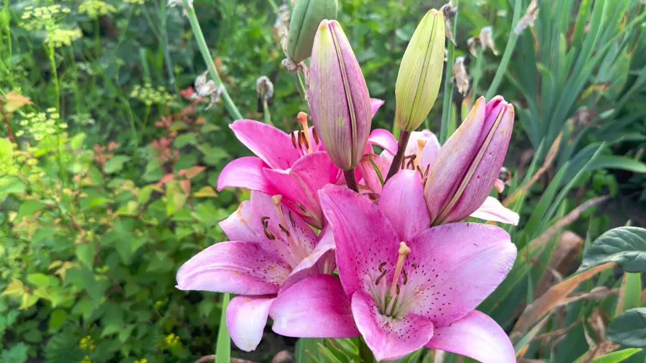 粉红色的百合花在夏天的花园里视频素材