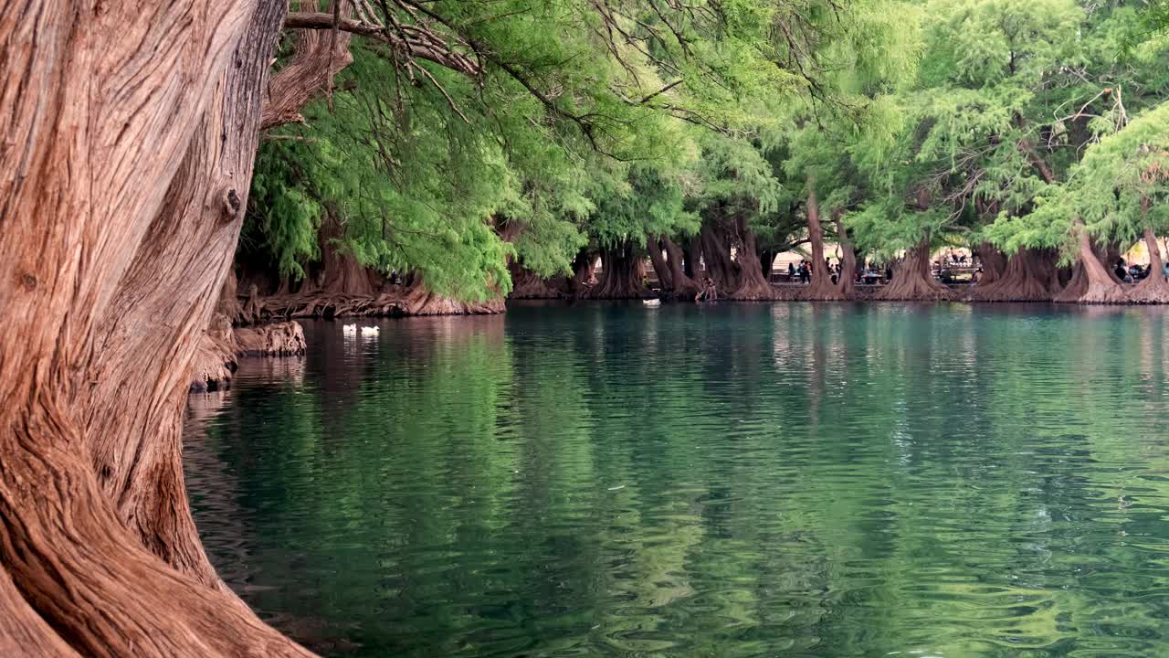 墨西哥Camecuaro的水和树视频素材