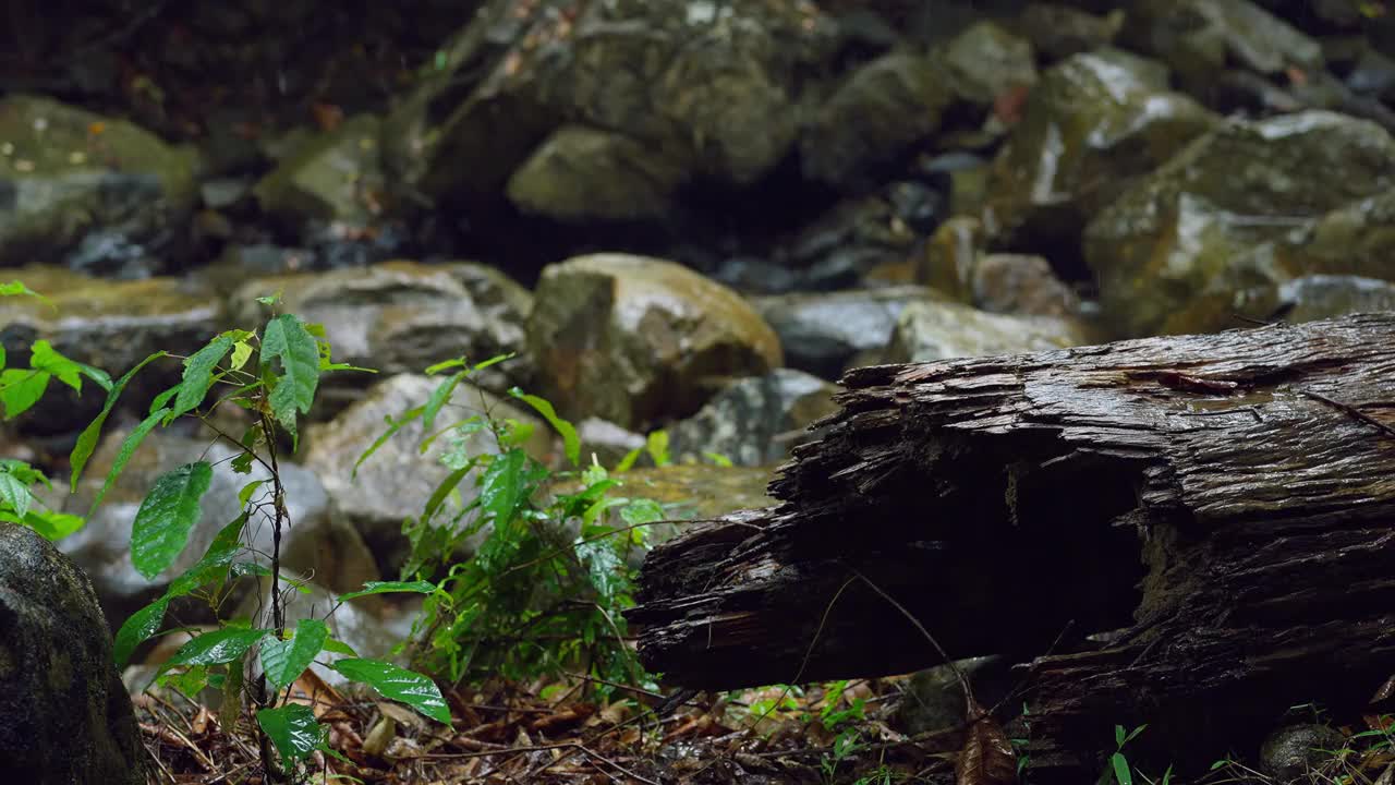 雨的背景，大雨在森林里，雨滴落下，季节的背景。视频素材