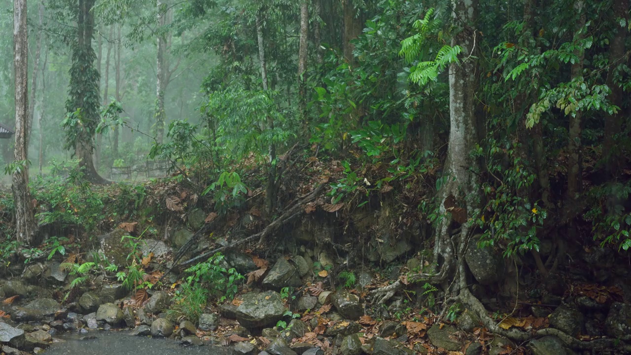 雨的背景，大雨在森林里，雨滴落下，季节的背景。视频素材