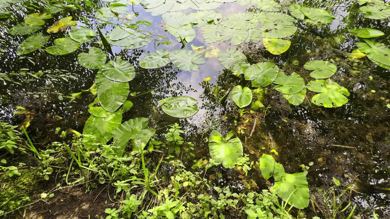 美丽的百合荷花靠近大自然的湖水视频素材