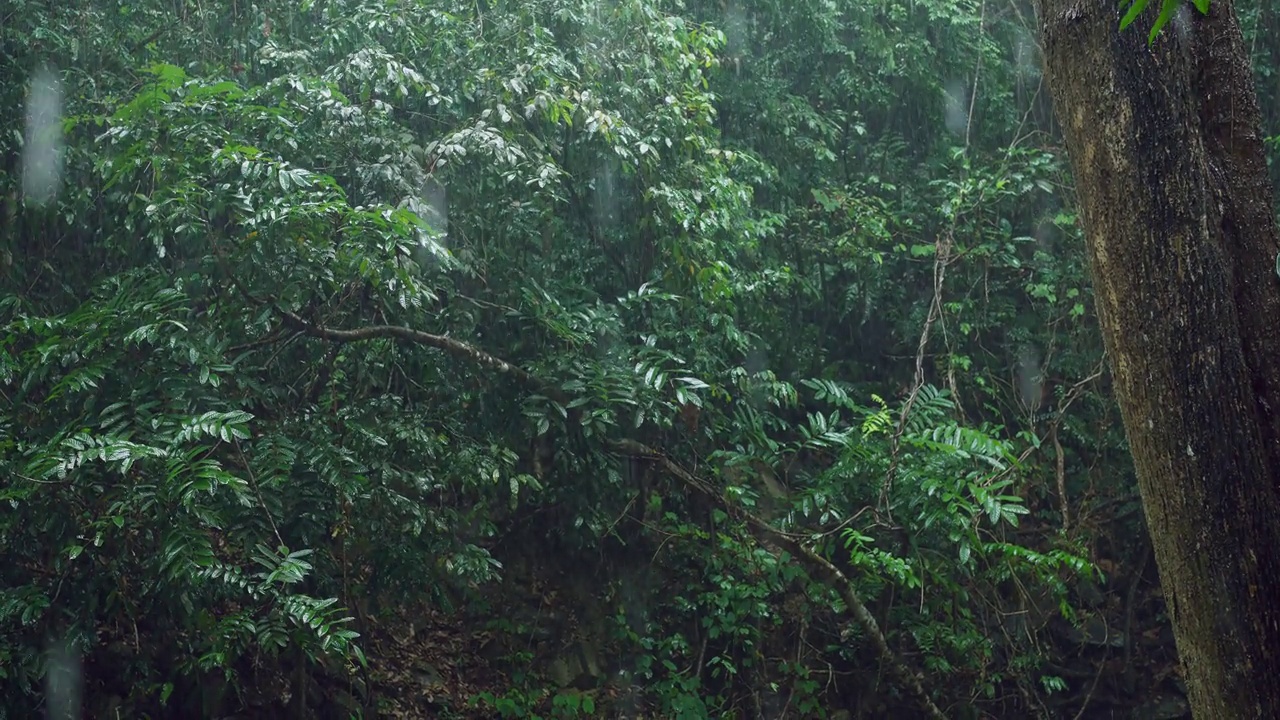 雨的背景，大雨在森林里，雨滴落下，季节的背景。视频素材