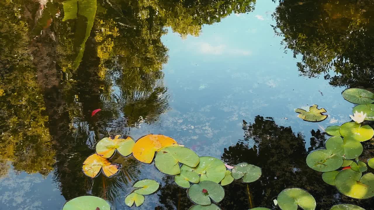 美丽的百合荷花靠近大自然的湖水视频素材