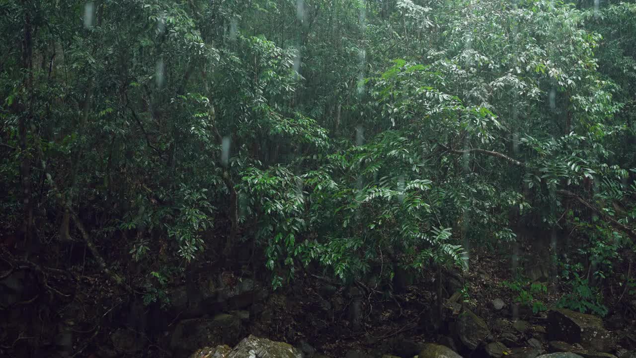 雨的背景，大雨在森林里，雨滴落下，季节的背景。视频素材