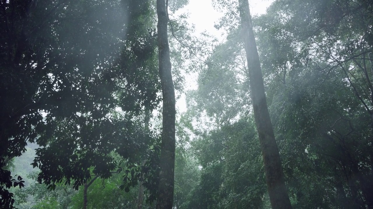 雨的背景，大雨在森林里，雨滴落下，季节的背景。视频素材