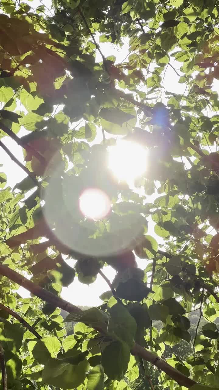 迎着阳光在夏天开花的酸橙树视频素材