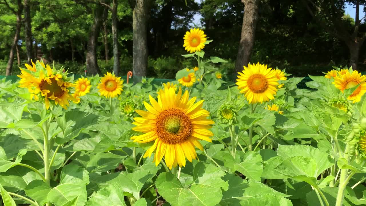 向日葵花田，随风摇曳。炎热的夏季景观视频下载