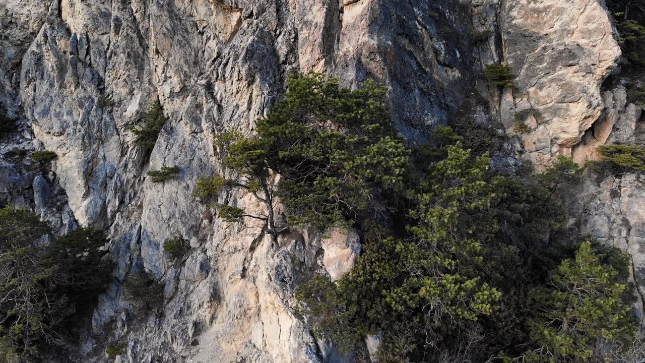 陡峭的岩壁上长满了高大的杜松和针叶树。鸟瞰高山中保留的植被视频素材