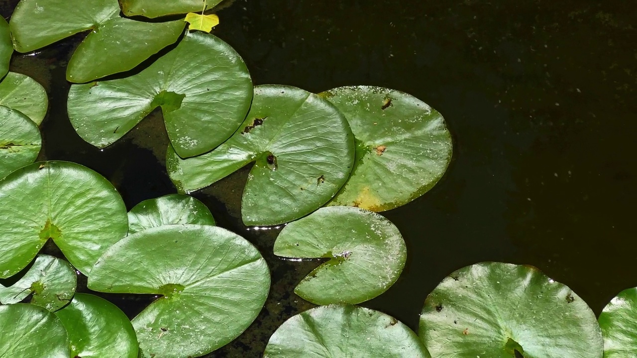 美丽的百合荷花靠近大自然的湖水视频素材