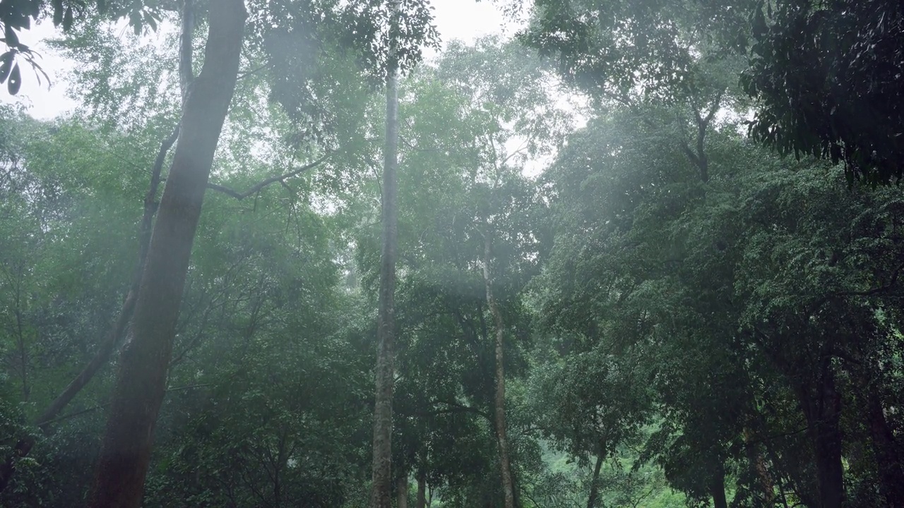 雨的背景，大雨在森林里，雨滴落下，季节的背景。视频素材