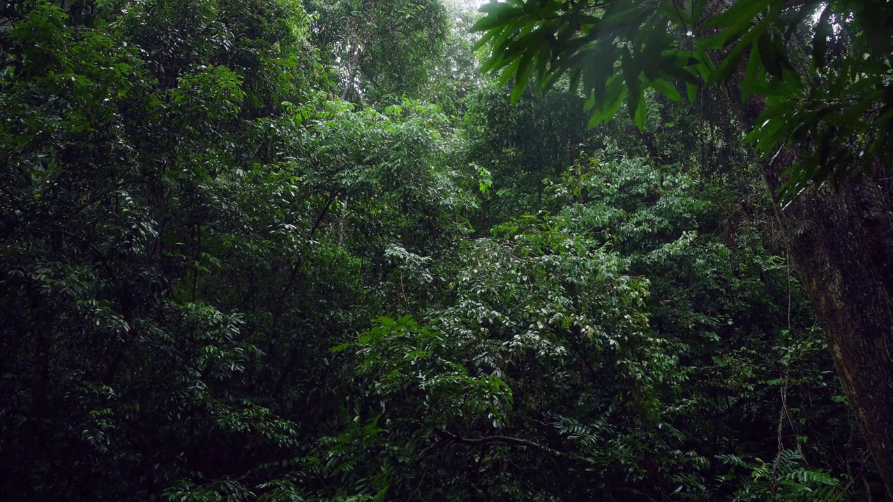 雨的背景，大雨在森林里，雨滴落下，季节的背景。视频素材